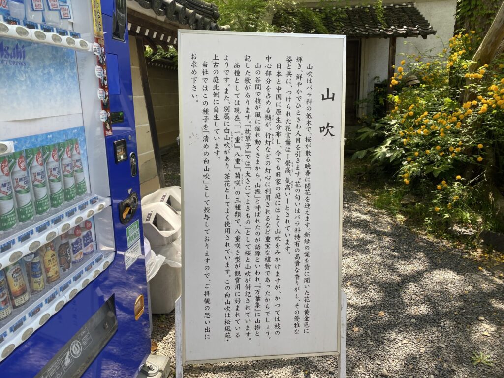 山吹の説明