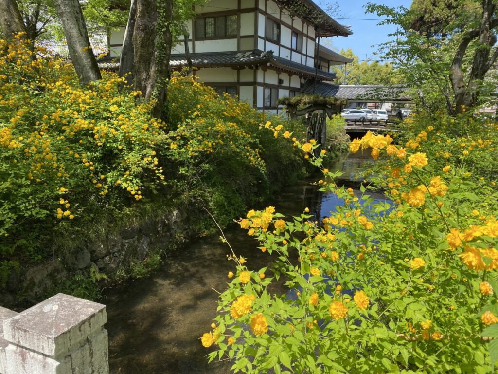 山吹