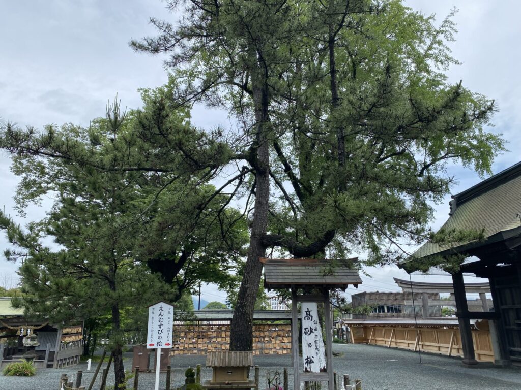高砂の松